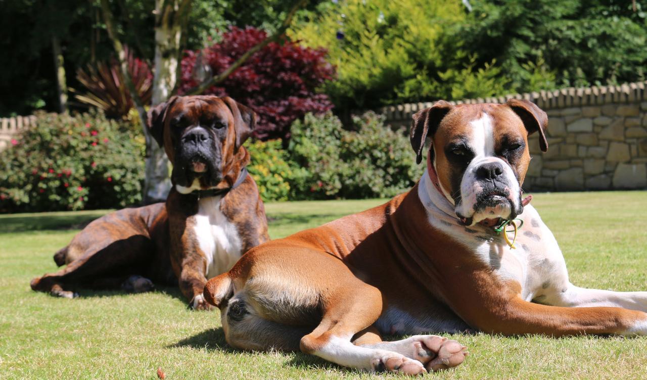 Feetnpaws Bed and Breakfast Portaferry Exteriör bild