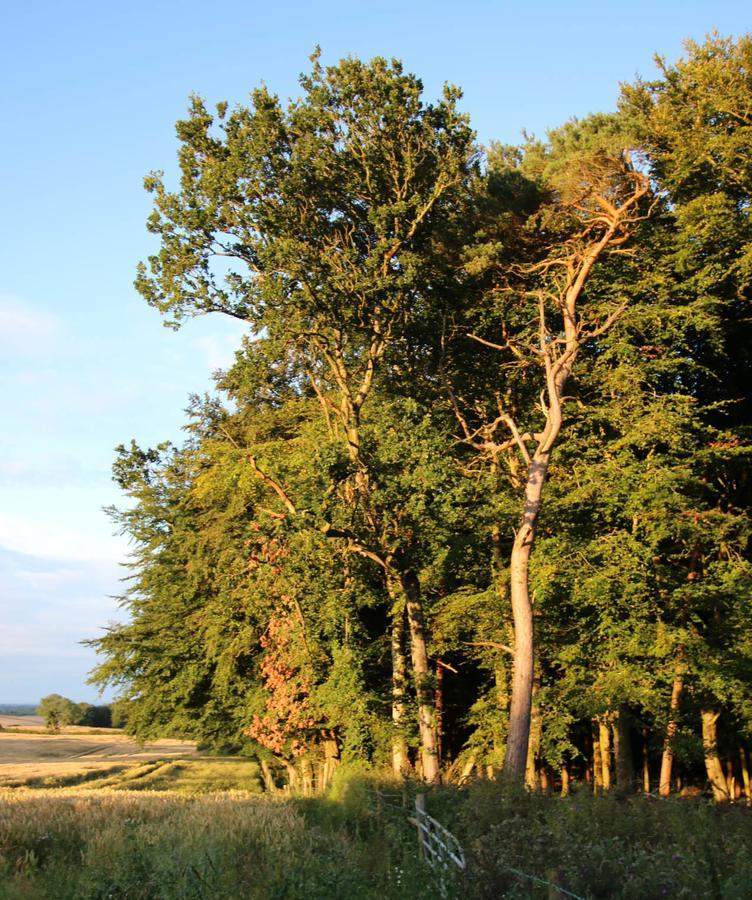 Feetnpaws Bed and Breakfast Portaferry Exteriör bild